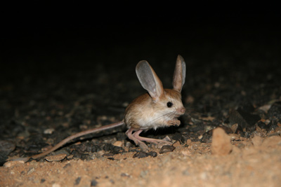 Jerboa.jpg